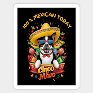 Boston Terrier Dog Cinco de Mayo Magnet